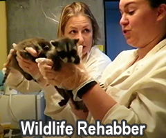 Wildlife Rehabber