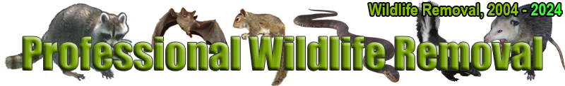 Wildlife Removal Fayetteville