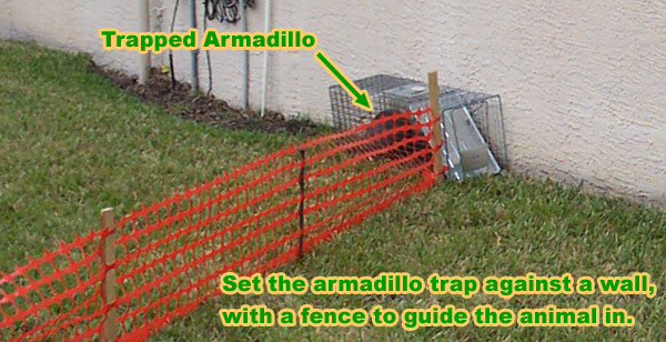 Armadillo Trapping: How To Trap A Armadillo