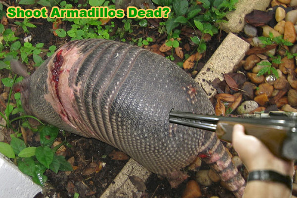 How to Kill Armadillos - Poison