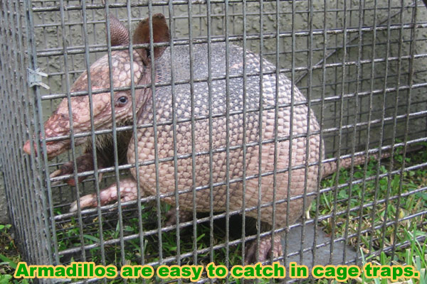 How to Trap an Armadillo Trapping Tips and Bait Advice