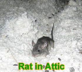 A strategy for catching an elusive rat