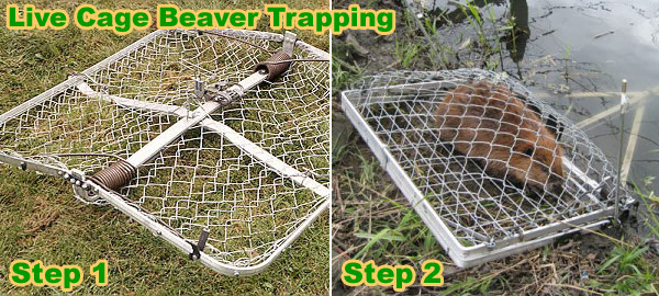 Beaver Traps 