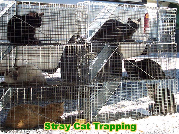 feral cat traps