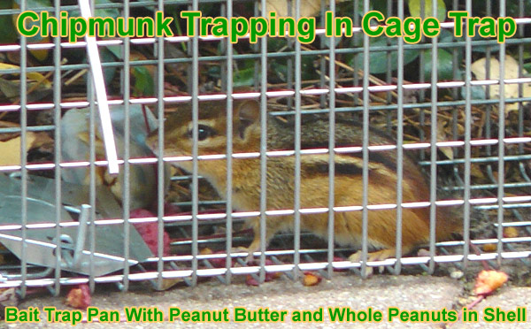 How to Trap a Chipmunk