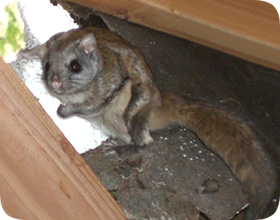Flying Squirrel Removal