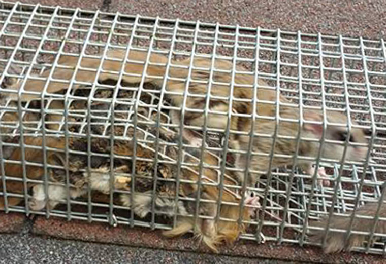 Flying Squirrel Removal - How Do You Get Rid of Flying Squirrels in the  Attic?
