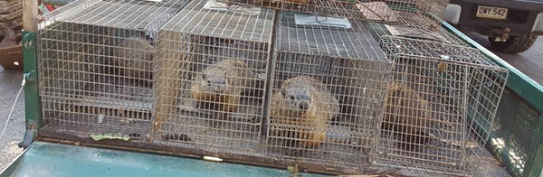 http://www.wildlife-removal.com/images/groundhogtrapping.jpg
