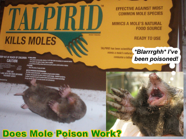 http://www.wildlife-removal.com/images/molepoison.jpg