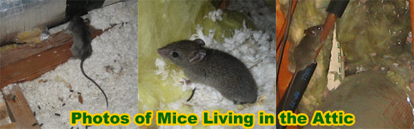 Mouse in the Attic - How to Get Rid of Mice In the Attic
