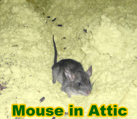 mice in attic