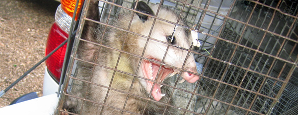 Possum Trap, Remove Possums Humanely By Trapping Them