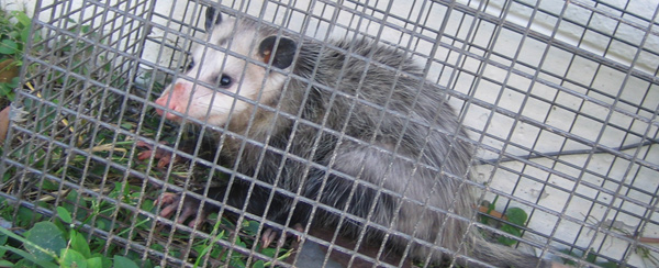 Possum in live humane trap. Trapped opossum marsupial. Pest and