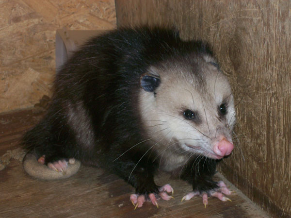 How To Get Rid of Opossums / Possums