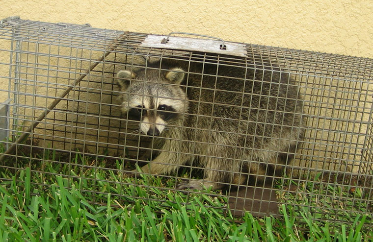 10 Best Raccoon Bait Ideas for Traps