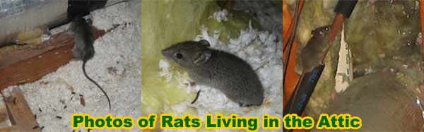 Rats In The Attic How Do You Get Rats Out Of The Attic