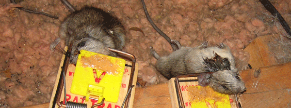 How to Get Rid of Rodents in Attics - Rodent Proof Your Attic