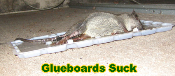 How to Trap a Rat - Rodent Trapping Tips on How to Catch Rats - Advice &  Bait
