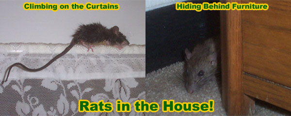 How to kill a rat in your house, instantly and humanely