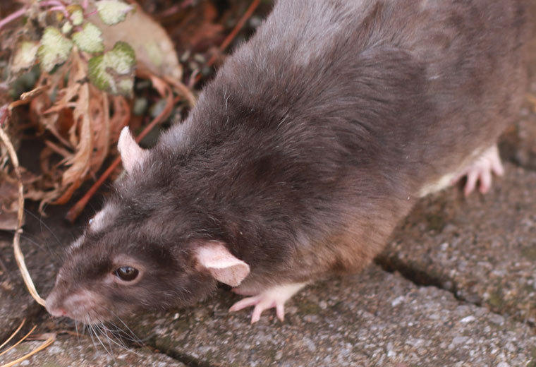 How to Kill Rats Without Harming Wildlife