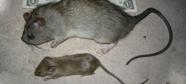 Do Rats Kill Mice?