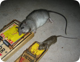 common mice
