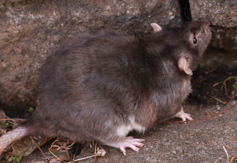 Eliminate Rodents Instantly With This Humane Pest Reject Rat - Temu