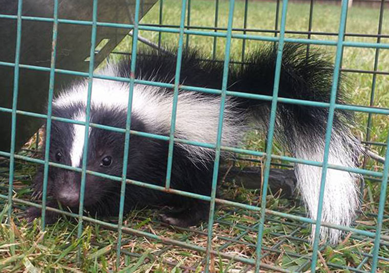 Can A Skunk Spray Multiple Times At Once?
