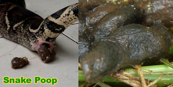 rat snake poop