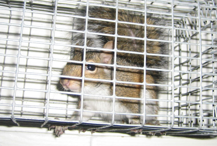 Getting Squirrels out of Attics in a Nutshell — Wildlife Company LLC